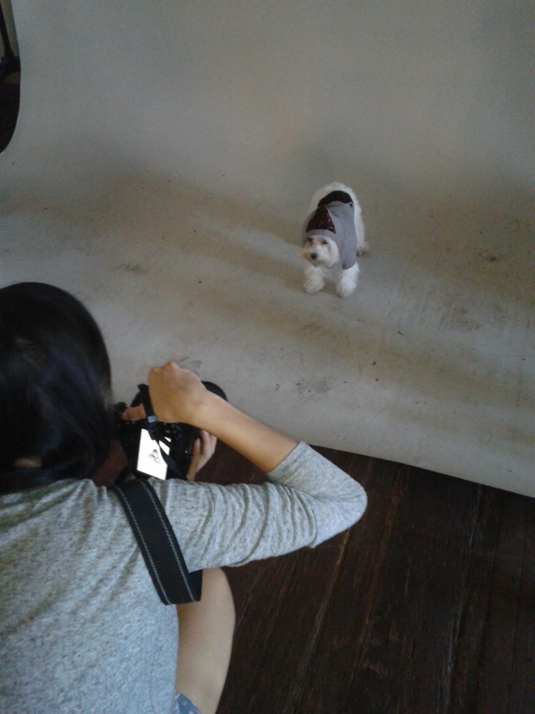 photoshoot of pup