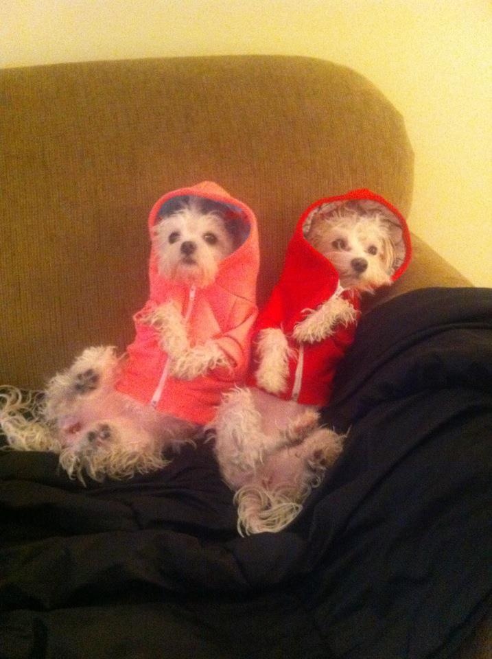 custom dog hoodies